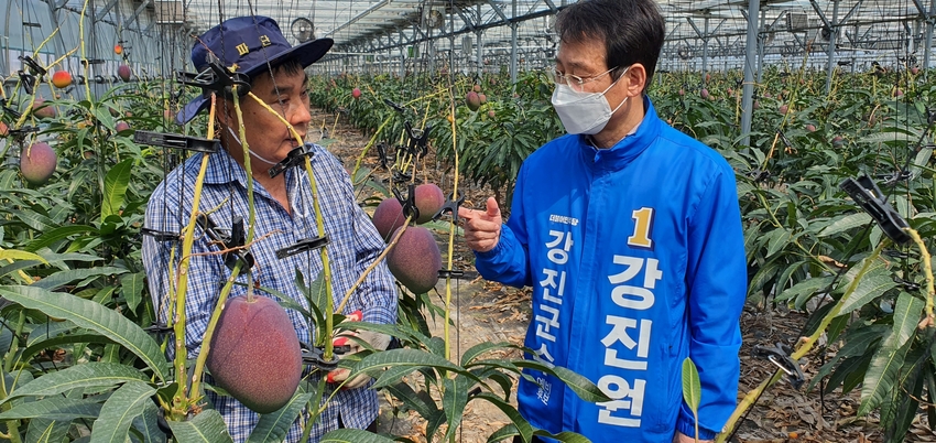 강진원 강진군수 예비후보가 강진 학명리의 애플망고 농장을 찾아 현장의 애로사항을 청취하고 있다.