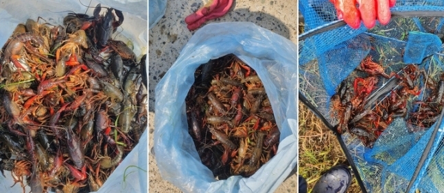  영산강환경청이 전남 나주·함평에서 잡은 생태계교란 생물 미국가재 = 영산강환경청 제공