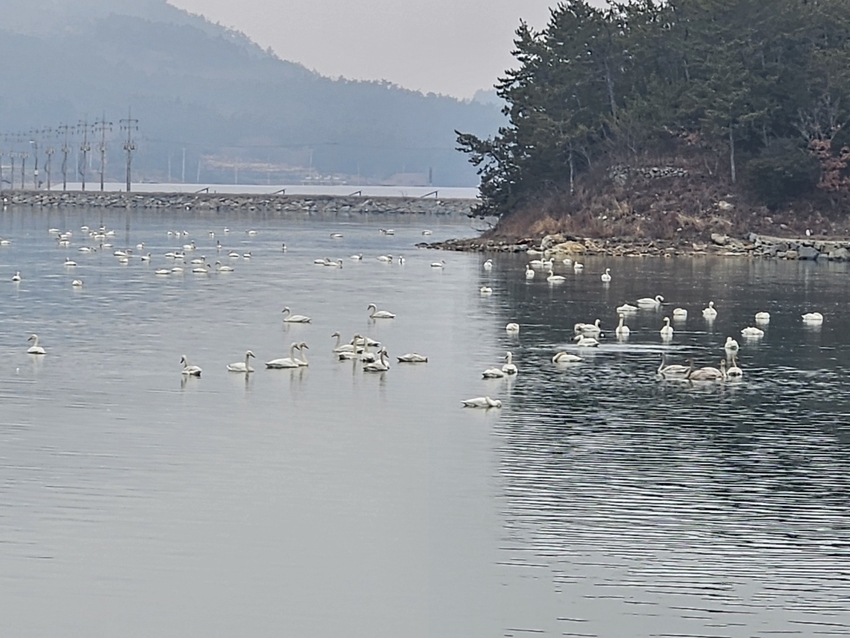 충도갯벌 고니