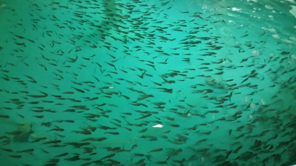 전남해양수산과학원 영광지원 서해특산시험장에서 선발 육성한 참조기 치어 (전남해양수산과학원 제공)