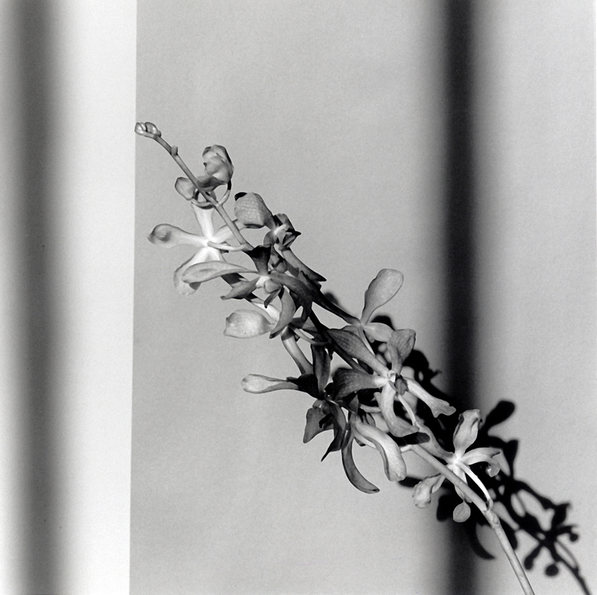 로버트 메이플소프, 난, 1980, 실버젤라틴, 50.8x40.6cm, ed.6-15, 국제갤러리 소장, copyright Robert Mapplethorpe Foundation