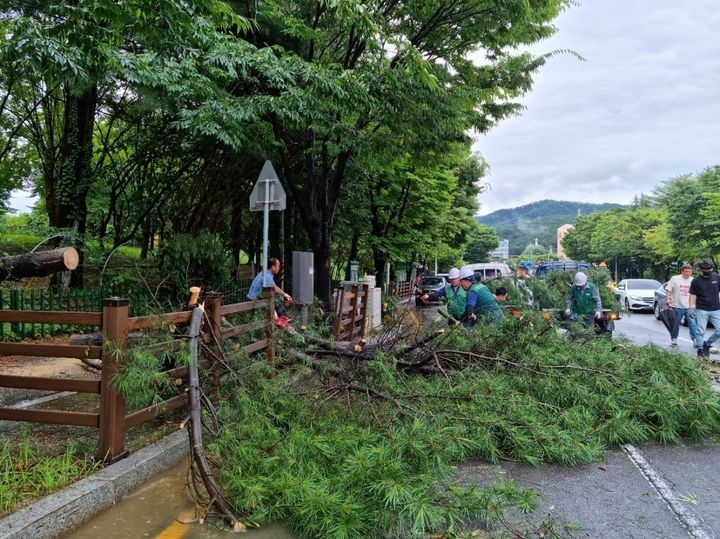  11일 오후 광주 북구 일곡동 한 공원서 도로 방향으로 넘어진 나무를 행정당국이 복구하고 있다.