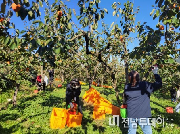 영암군 공직자 대봉감 농가 일손돕기