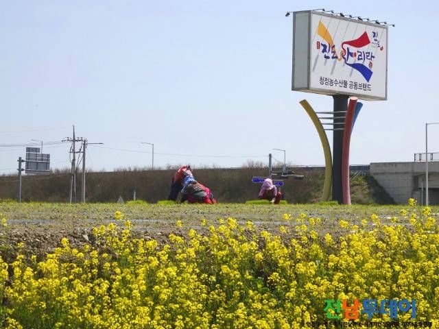 진도군 사진자료 제공