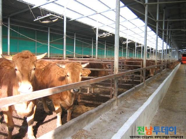 진도군 사진자료 제공