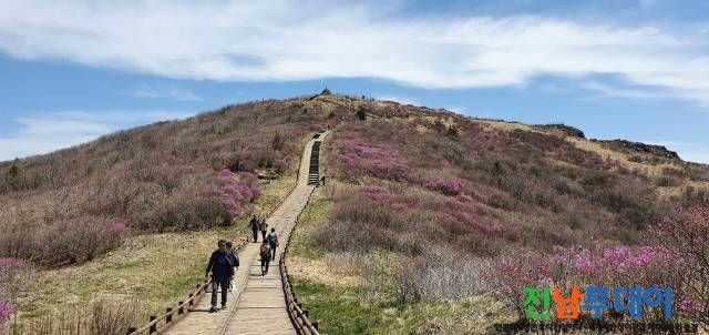 노고단 정상 털진달래 개화 시작