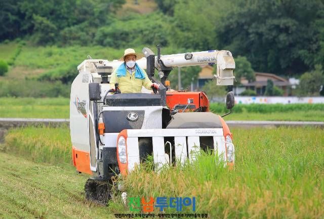 밥이야 누룽지야 구수한 곡성군 백세미 2020년산 첫 수확/곡성군 제공