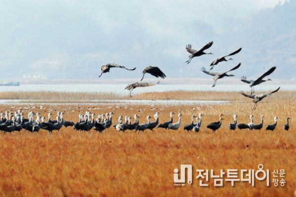 순천은 자꾸만 는다! 사람이, 관광객이, 흑두루미가!