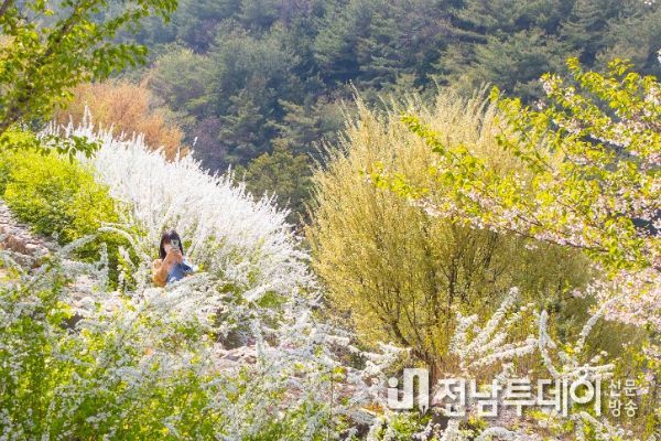 구례수목원, 조팝나무·목련 등 1만 그루 ‘만개’ 탐방객 유혹