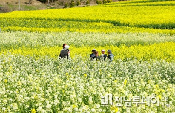 봄기운 가득 머금은 무안 유채꽃 여기 다 모였네!