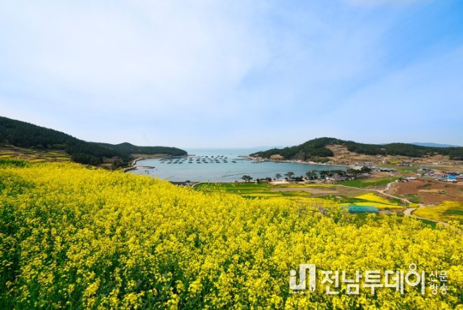 유채꽃으로 물든 완도 청산도 슬로길 전경