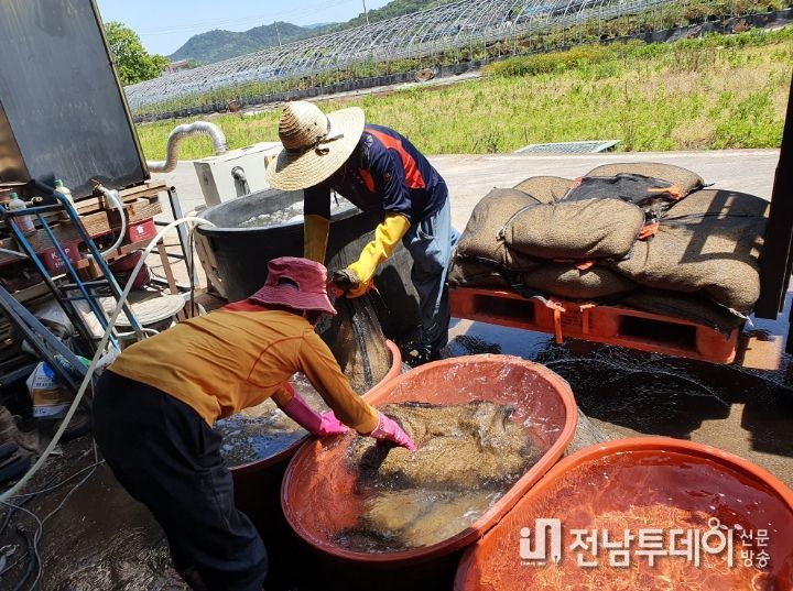 담양군, 고품질 담양쌀 안정생산 위해 종자소독은 필수!