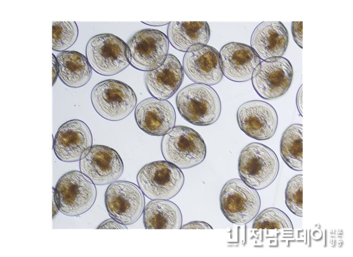 전라남도 ‘우럭조개 수온 조절식 성숙 유도’ 성공