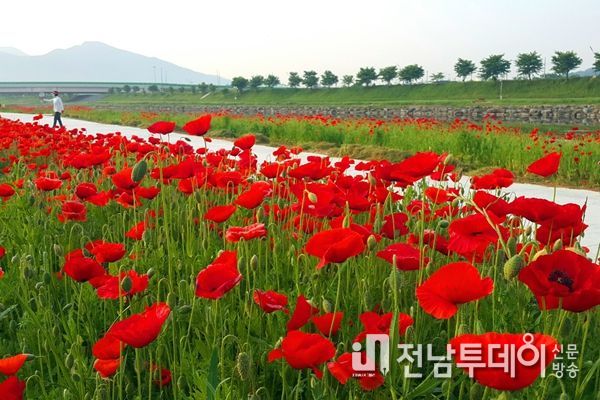 광양읍 서천변의 5월은 검붉은 양귀비꽃이 푸른 하늘을 향해 하늘거린다.