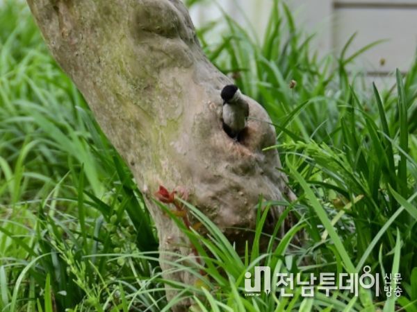 ‘함평자연생태공원에 박새가 둥지를 틀었어요’