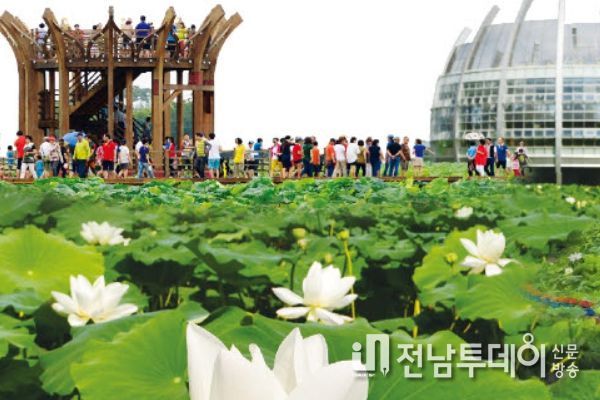 무안연꽃축제