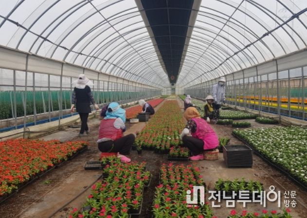 농업기술센터 작물육묘장에 개화한 여름꽃 개화 모습