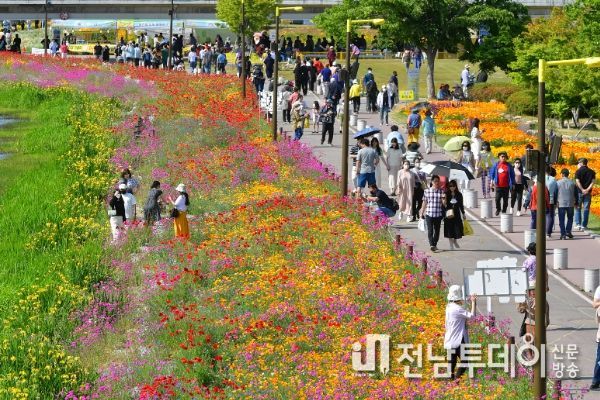 장성 황룡강 (洪)길동무 꽃길축제, 3일 만에 7만 명 발길 모았다