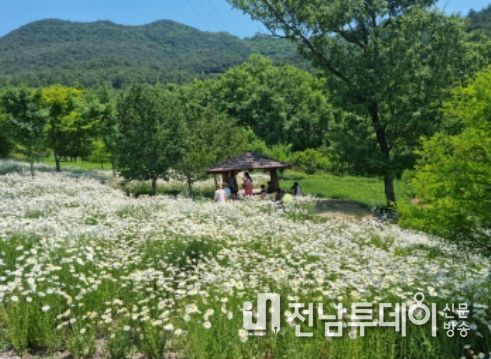 구례 지리산정원 샤스타 데이지 꽃동산 만개