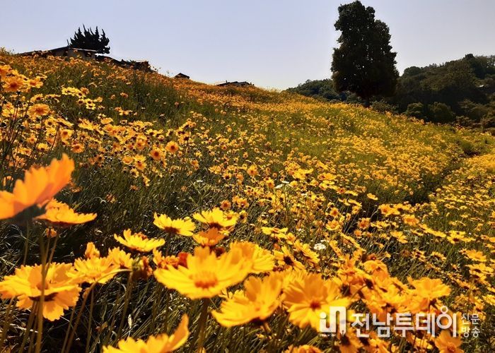 순천드라마촬영장, 황금색을 자랑하는 금계국 물결
