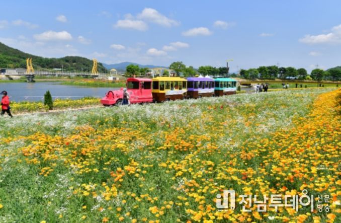 장성 황룡강 (洪)길동무 꽃길축제