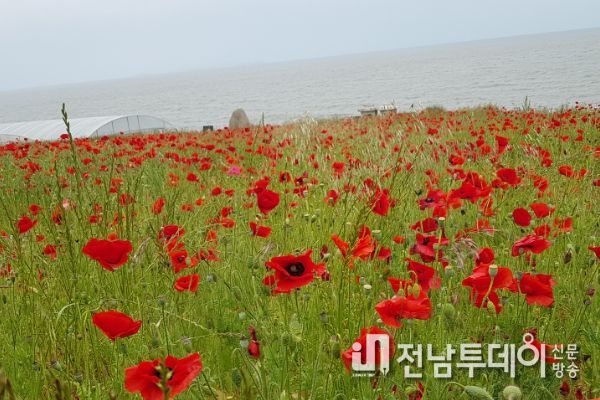 지금 영광은, 들숨에 봄꽃내음, 날숨에 여름향기