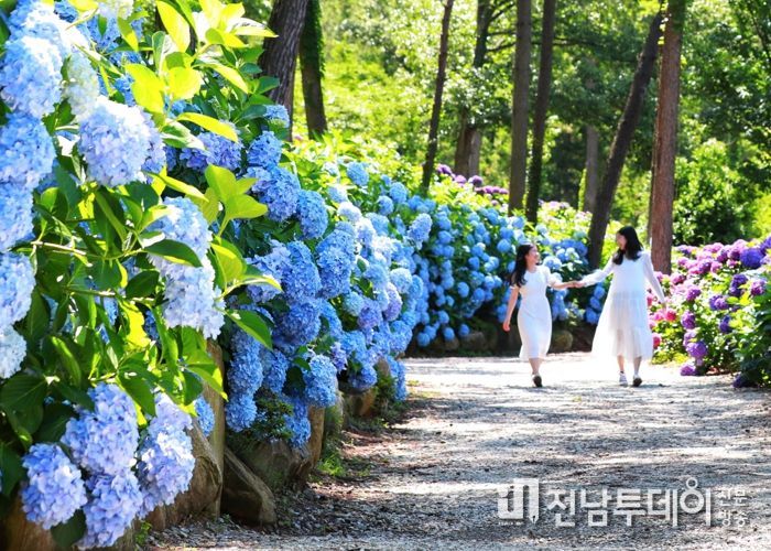 “행복이 수국수국”땅끝해남에는 초여름 싱그러움 가득