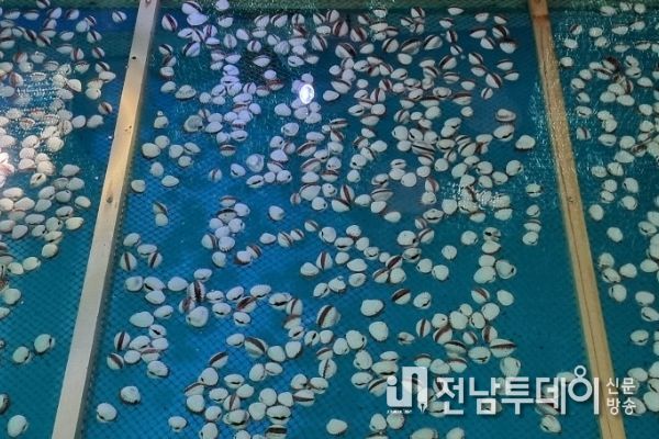 전남도, 꼬막 자원회복 우량 품종연구 잰걸음