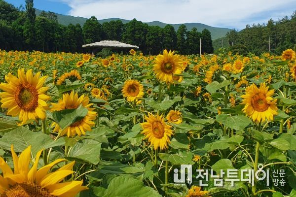 보길도 세연정에 노란 물결, 2만 송이 해바라기 활짝