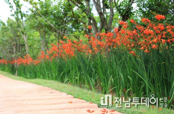 신안군‘섬 크로코스미아 꽃 축제’개최