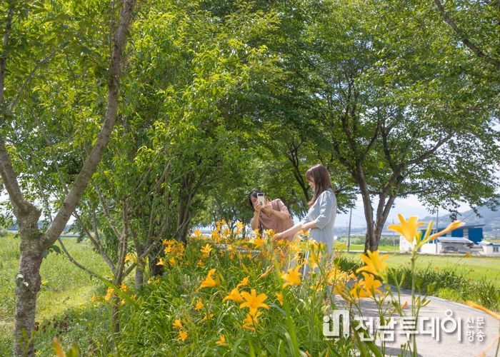구례군, 불볕 더위를 잊게 하는 여름꽃 원추리