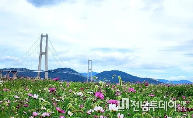 광양시, 이순신대교 먹거리타운은 벌써 가을(코스모스)