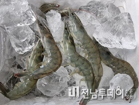 신안군! 퍼플섬에서 섬 왕새우 축제 개최
