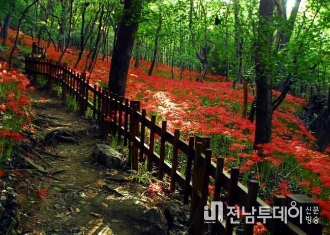 해보면 용천사 꽃무릇공원 전경