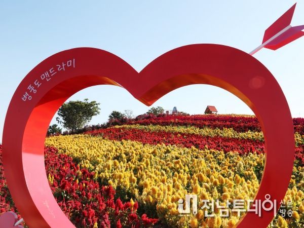신안군,『섬 맨드라미 축제』개최!