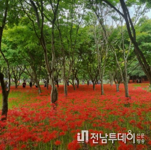 제22회 영광불갑산상사화축제, 가을 대표 꽃축제로 우뚝