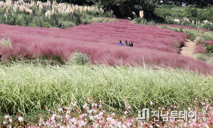 함평 석두마을 핑크뮬리 들녘 전경