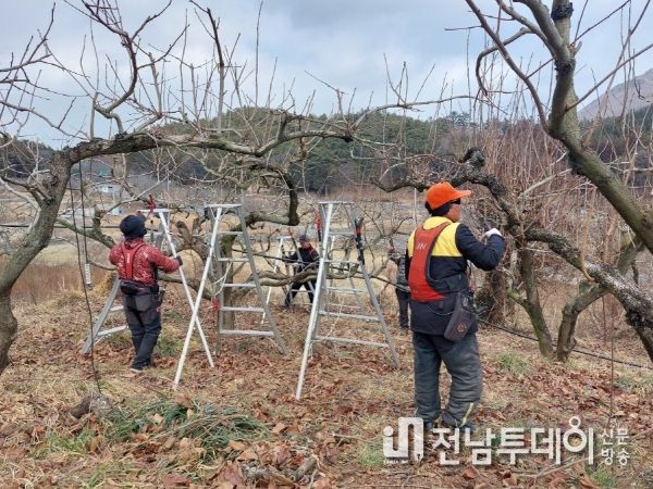 구례군, 고령농업인 감 전정 대신해 드려요!
