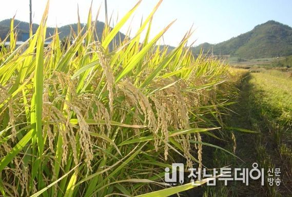 진도군, 가루쌀 생산단지 조성 공모사업 선정