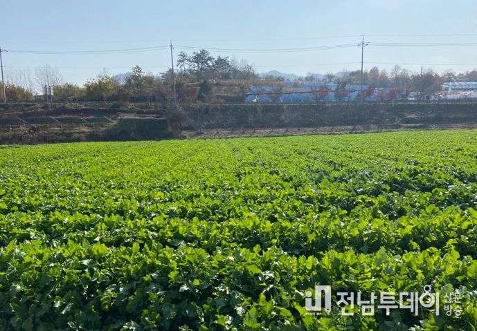 화순군, 김장채소 수확기 관리 철저 당부