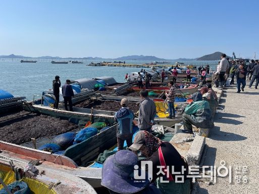 신안군‘23년산 첫‘햇김’위판 시작