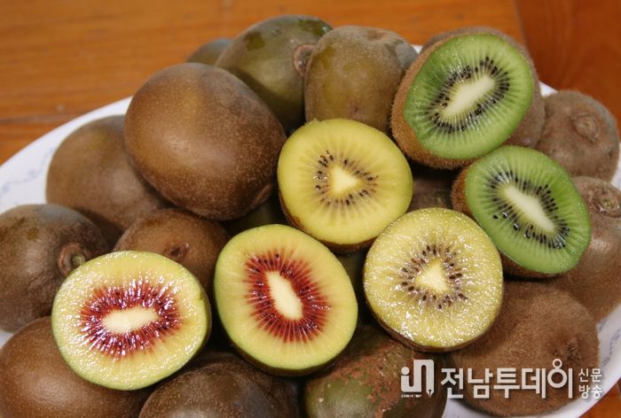 전국 최대 키위 주산지‘보성키위’ 지리적표시 제111호 등록