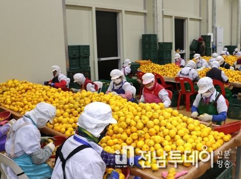 고흥군, 프리미엄 고흥유자 자존심 지킨다.