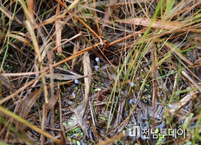 순천 와룡 산지습지, 습지보호지역 지정