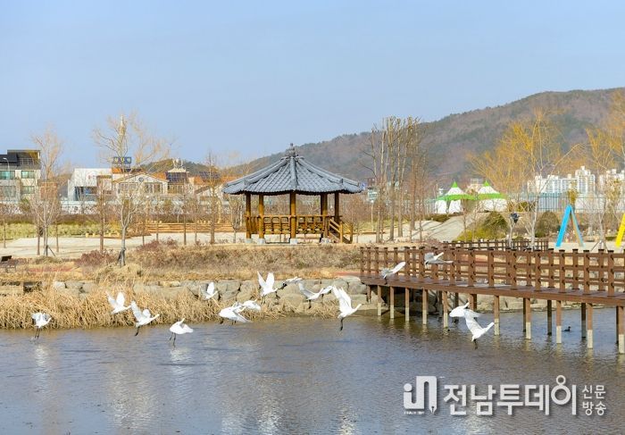 도심 한가운데 포착된 멸종위기종 노랑부리저어새! 자연도 인정한 ‘생태도시 순천’