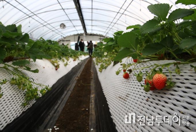 곡성군, 원예·특작․과수 분야 지원 신청하세요