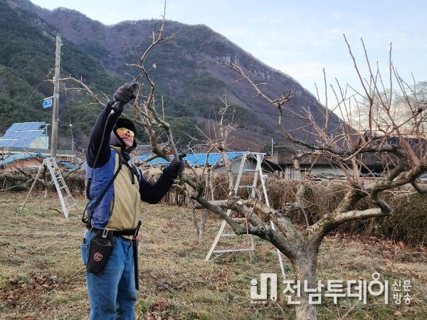 구례군, 고령농업인을 위한 감 전정 지원 한창