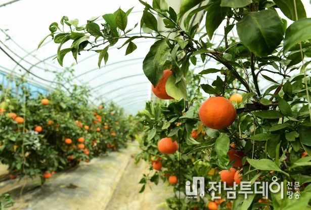 “색다른 명절 선물! 장성 ‘레드향’ 어때요?”