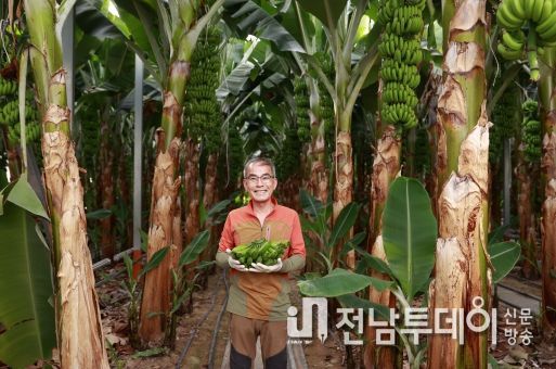 보성 바나나 먹으면 보성에 반하나?