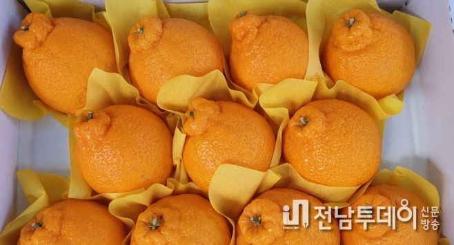 설 명절 선물로 진도 황금봉·레드향 어때요?